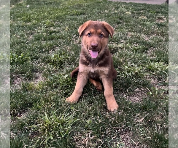 Medium Photo #5 German Shepherd Dog Puppy For Sale in BRUSH PRAIRIE, WA, USA