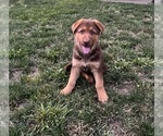 Small #4 German Shepherd Dog