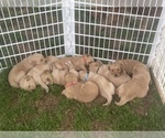Small Photo #6 Golden Retriever Puppy For Sale in TOWN CREEK, AL, USA