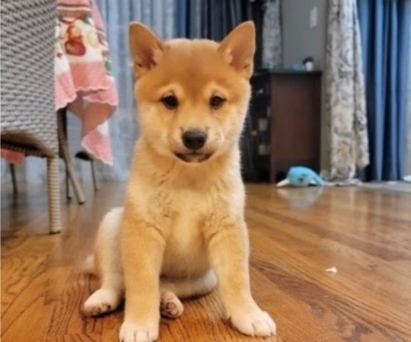 Medium Photo #17 Shiba Inu Puppy For Sale in CARPENTERSVILLE, IL, USA