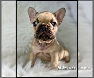 French Bulldog Puppy for sale in OJAI, CA, USA