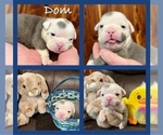 Puppy Dom Bulldog