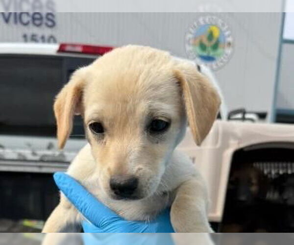 Medium Photo #1 Mutt Puppy For Sale in Redwood City, CA, USA