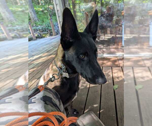 Medium Photo #3 Mutt Puppy For Sale in Imlay City, MI, USA