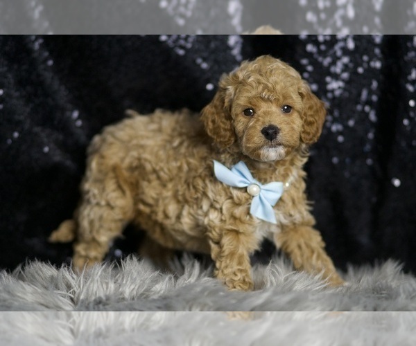 Medium Photo #5 Goldendoodle (Miniature) Puppy For Sale in WARSAW, IN, USA