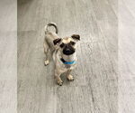 Small #6 Puggle