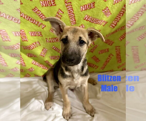 Medium Photo #1 German Shepherd Dog Puppy For Sale in Jackson Township, NJ, USA