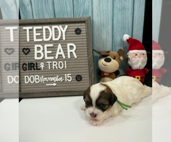 Medium Photo #13 Zuchon Puppy For Sale in NEW YORK MILLS, MN, USA