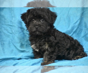 Poodle (Toy)-Yorkshire Terrier Mix Puppy for sale in ELDORADO, OH, USA