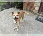 Small #2 Carolina Dog-Labrador Retriever Mix