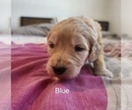 Puppy Puppy Blu Goldendoodle