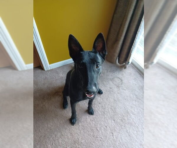 Medium Photo #4 Mutt Puppy For Sale in Imlay City, MI, USA