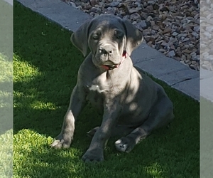 Cane Corso Puppy for sale in SAN TAN VALLEY, AZ, USA