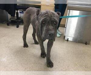 Mutt Dogs for adoption in Riverside, CA, USA