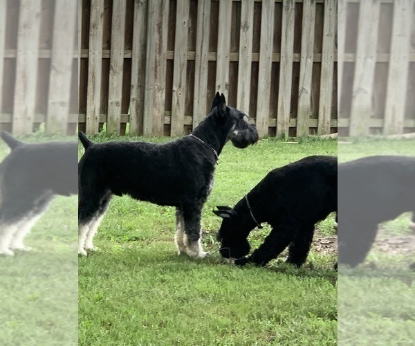 Medium Photo #5 Schnauzer (Giant) Puppy For Sale in DAYTON, OH, USA