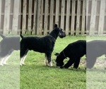 Small #4 Schnauzer (Giant)