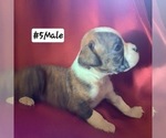 Puppy Puppy 5 Boxer