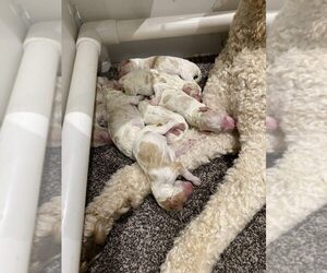 Poodle (Standard) Puppy for sale in Duncan, British Columbia, Canada