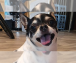Small #1 Chihuahua