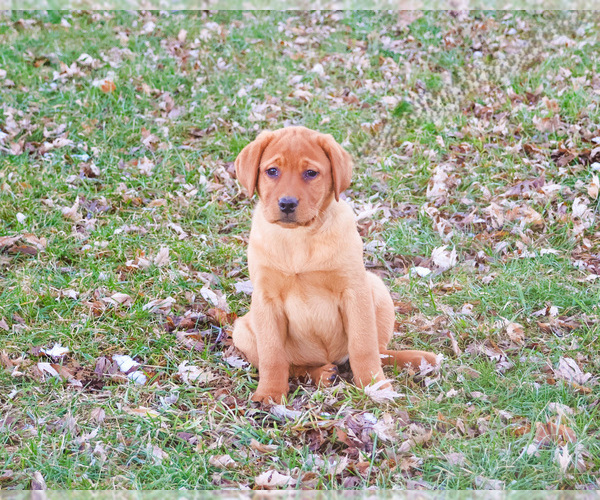 Medium Photo #4 Labrador Retriever Puppy For Sale in SYRACUSE, IN, USA