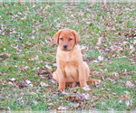 Small #3 Labrador Retriever