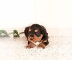 Puppy 0 Miniature Bernedoodle