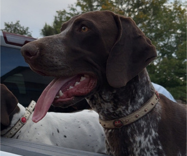 Medium Photo #1 German Shorthaired Pointer Puppy For Sale in LOVELAND, CO, USA