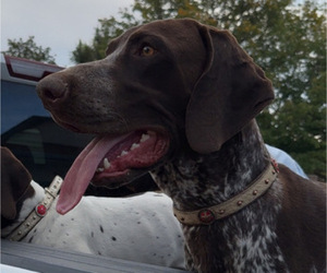 Father of the German Shorthaired Pointer puppies born on 06/11/2026