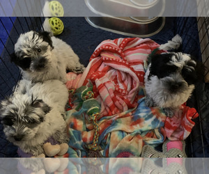 Maltipoo Litter for sale in COLLINS, MS, USA