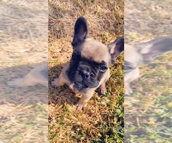 Medium Photo #2 French Bulldog Puppy For Sale in ATWATER, CA, USA