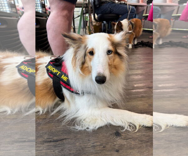 Medium Photo #4 Mutt Puppy For Sale in Columbus, OH, USA