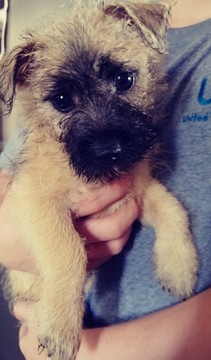 Medium Photo #1 Cairn Terrier Puppy For Sale in CLEVELAND, OH, USA