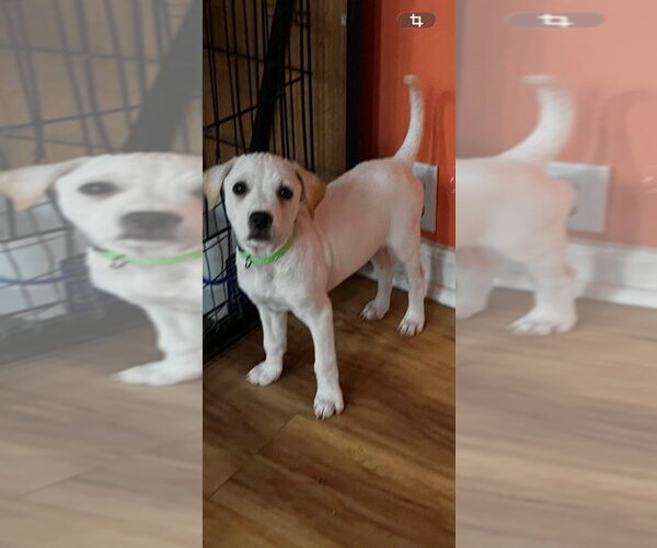 Medium Photo #2 Jack Russell Terrier-Unknown Mix Puppy For Sale in Aurora, IN, USA
