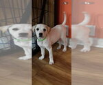 Small #1 Jack Russell Terrier Mix