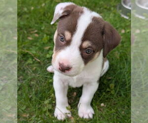 Staffordshire Bull Terrier-Unknown Mix Dogs for adoption in Brooklyn Center, MN, USA