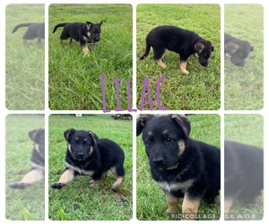 German Shepherd Dog Puppy for sale in WOLFE CITY, TX, USA