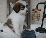 Small Photo #6 Saint Berdoodle Puppy For Sale in HONEY BROOK, PA, USA