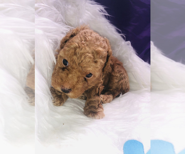 Medium Photo #31 Poodle (Toy) Puppy For Sale in CARTHAGE, MO, USA