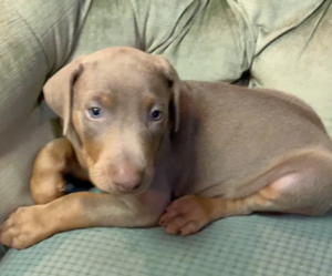 Doberman Pinscher Puppy for sale in BRISTOL, CT, USA