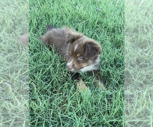 Miniature Australian Shepherd Puppy for sale in WOLFE CITY, TX, USA