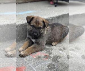 German Shepherd Dog-Unknown Mix Dogs for adoption in Santa Cruz, CA, USA