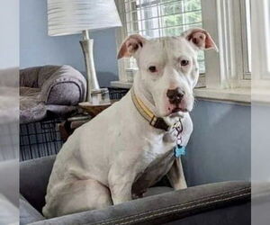 Mila May - Female American Pit Bull Terrier-Unknown Mix Dog for Adoption - Photo #16