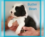 Small Photo #4 Sheepadoodle Puppy For Sale in EASLEY, SC, USA