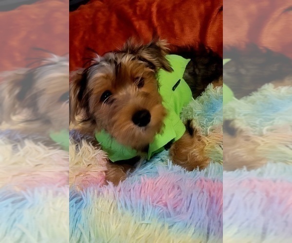 Medium Photo #26 Yorkshire Terrier Puppy For Sale in AKRON, OH, USA