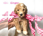 Small Photo #6 Goldendoodle Puppy For Sale in DEMOPOLIS, AL, USA