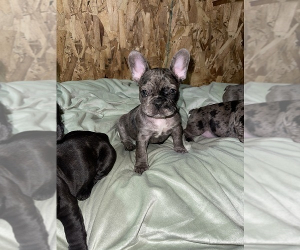 Medium Photo #16 French Bulldog Puppy For Sale in GIG HARBOR, WA, USA