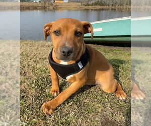 Bulldog-Labrador Retriever Mix Dog for Adoption in Tarrytown, Georgia USA