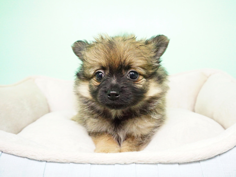 Medium Photo #4 Pomeranian Puppy For Sale in LA MIRADA, CA, USA