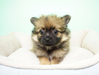 Small Photo #4 Pomeranian Puppy For Sale in LA MIRADA, CA, USA