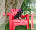 Small #5 Poodle (Toy)
